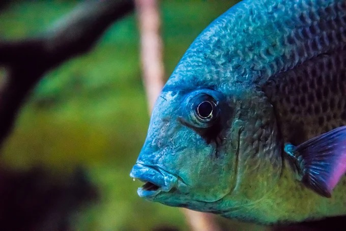 Primer plano de un cíclido azul en el acuario