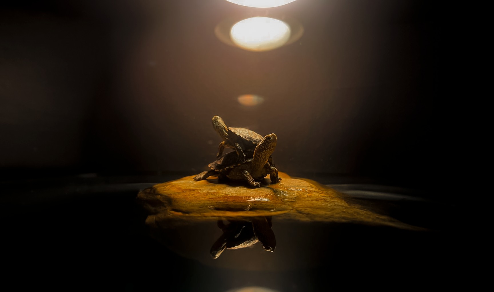 Pequeña tortuga descansando sobre una roca bajo un foco de luz